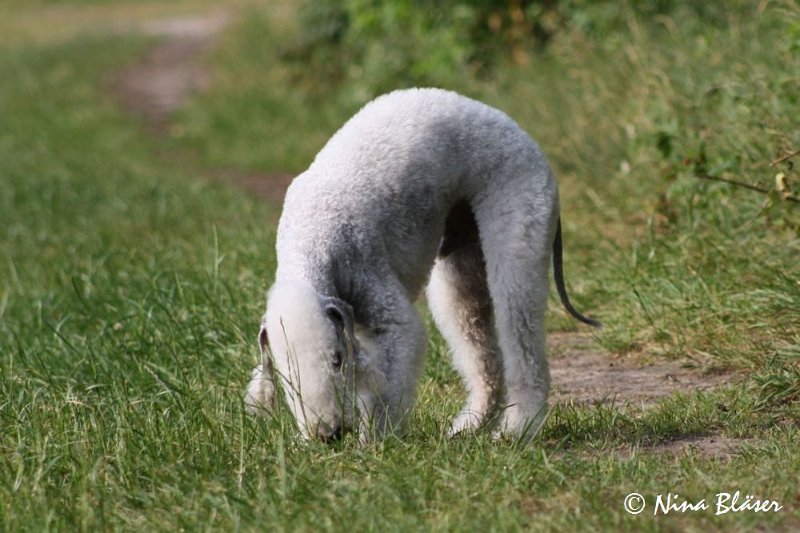 Airis Blue Volshebny Svet 2009-06-08 (9).JPG